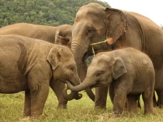 Sustainability Initiatives at 137 Pillars House Chiang Mai