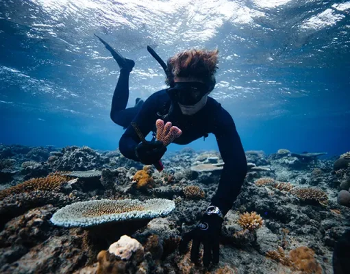 Fiji – Coral Gardeners Offer Sustainable Alternative to Roses this Valentine’s Day