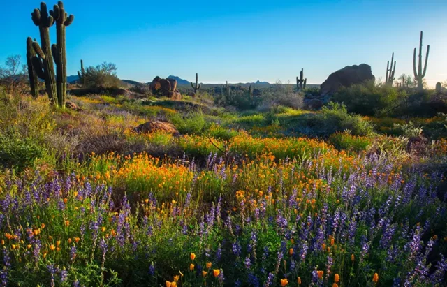 What's New in Scottsdale, Arizona this Spring Jarastyle travel