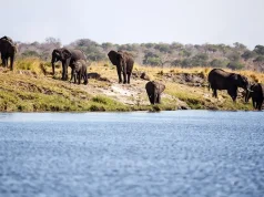 Chobe National Park: The Crown Jewel of African Safaris