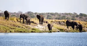 The Kind of Safari That Stays With You Long After You Leave