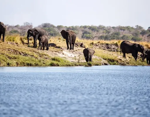 The Kind of Safari That Stays With You Long After You Leave