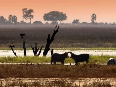Okavango Delta Safari: A Wetland Wonderland in Botswana