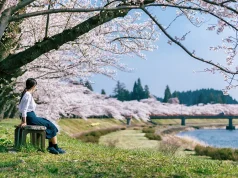 Cherry Blossoms and Boat Houses: The Splendor of Tohoku and Kyoto-by-the-Sea’s Untouched Beauty