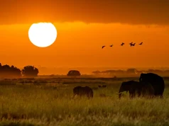 5 Best National Parks to Visit in East Africa