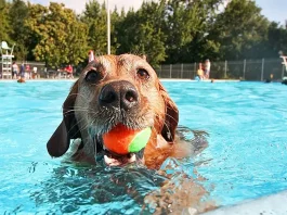 dog playing at water park