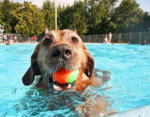 Is Great Wolf Lodge Pet-Friendly? dog playing at water park