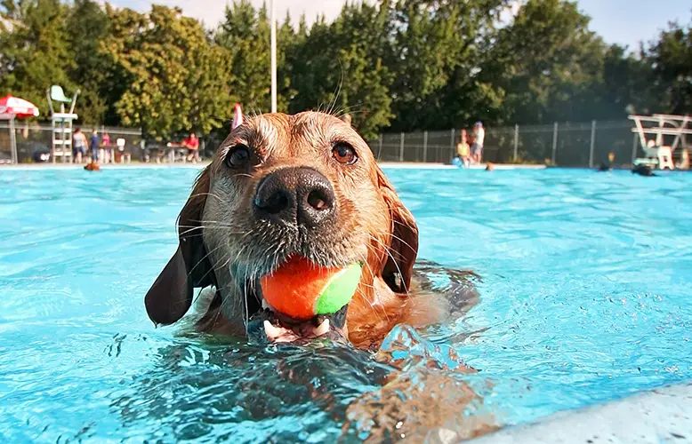 dog playing at water park