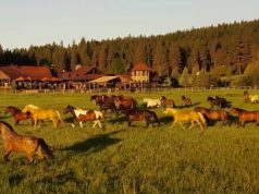 Where Luxury Meets the Wild: Discovering the Unforgettable Adventure at Montana’s Paws Up Resort