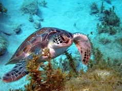 Five of the Finest Dive Operators in Martinique