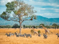 Wonders of the Continent: Exploring Diverse Landscapes in Africa