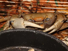 Martinique Celebrates Easter With Delicious Decapods