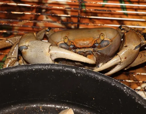 Martinique Celebrates Easter With Delicious Decapods