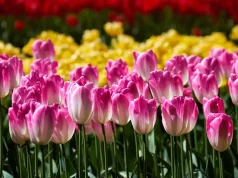 Top Locations Worldwide To See The Flowers Bloom This Spring