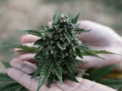 Exploring the World of Exotic Weed: Rare Strains and Their Unique Characteristics