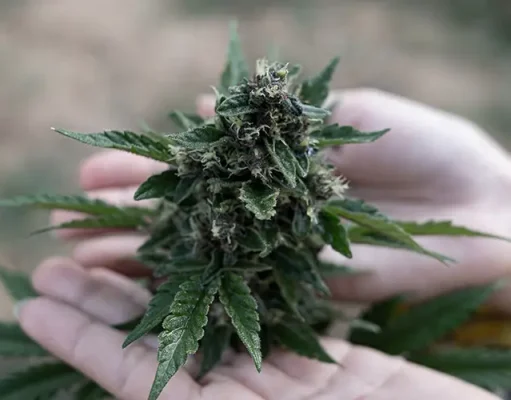 Exploring the World of Exotic Weed: Rare Strains and Their Unique Characteristics