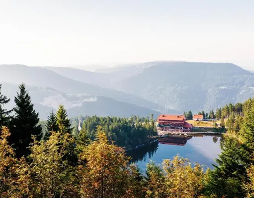 5 Magical Places For Forest Tours In Germany