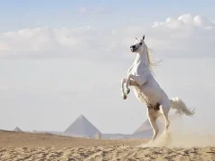 From Tragedy to Triumph: The Enchanting Journey of Ride Egypt – A Tale of Resilience, Ancient Marvels, and Equine Adventures