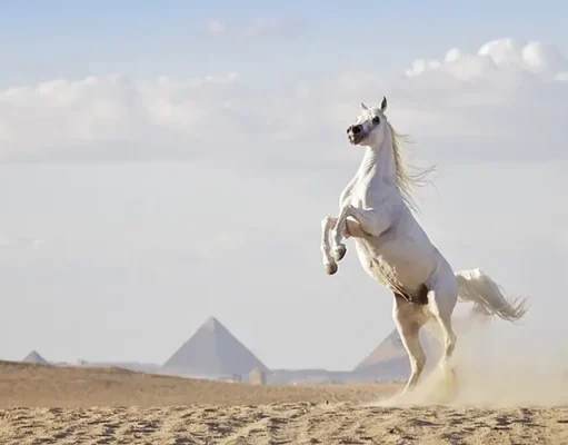 From Tragedy to Triumph: The Enchanting Journey of Ride Egypt – A Tale of Resilience, Ancient Marvels, and Equine Adventures