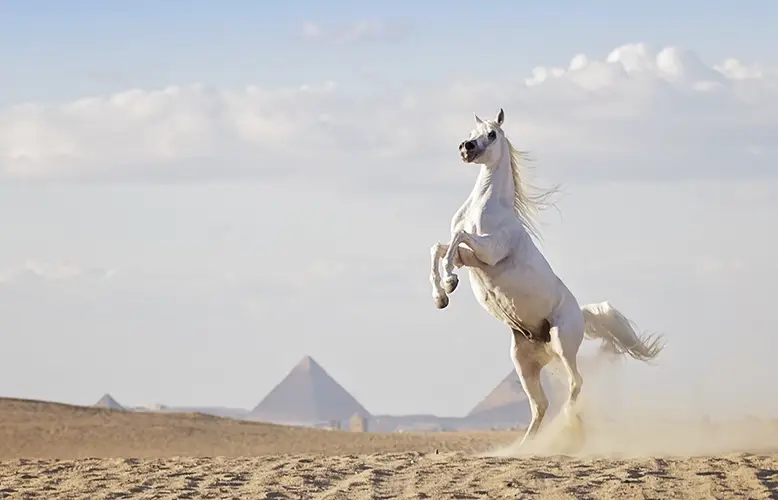 Embark on an Unforgettable Egypt Adventure with Ride Egypt