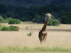 Rwanda Travel Guide for First-Time Visitors A solitary giraffe stands in a savanna, with its long neck and head rising high above the tall grass. The background features a peaceful setting with scattered trees and a dense tree line in the distance, under a bright blue sky