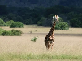 A solitary giraffe stands in a savanna, with its long neck and head rising high above the tall grass. The background features a peaceful setting with scattered trees and a dense tree line in the distance, under a bright blue sky