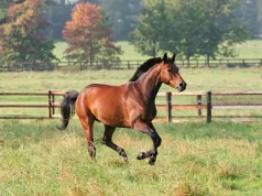 Kentucky Derby: The Luxurious Destination for Excellence