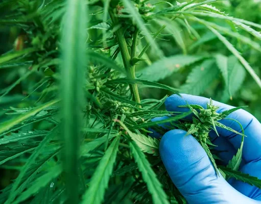 Energize Your Day: Exploring the Unique Uplifting Effects of Sativa Weed Strains