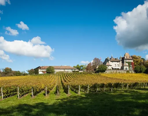 Explore Geneva’s relatively undiscovered wine offering this spring at Open Cellars 2024