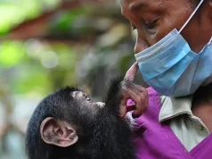 Five surprising facts about Sierra Leone: Why travelers should visit this undiscovered African gem in 2024