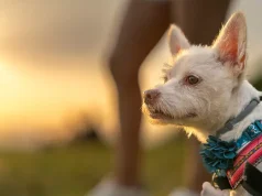 Innovative Pet Care Technologies: The Future of Pet Safety