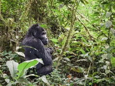 Gorilla Trekking & Primate Conservation: A 10-Day African Odyssey