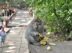 8 tips all travelers should know before going to Bali