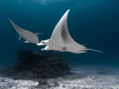 Want to Think Bigger? Dive With Mantas.