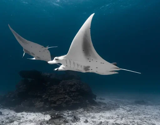 Want to Think Bigger? Dive With Mantas.