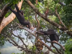 World Chimpanzee Day: Celebrate the Cheeky Chimp with a Trip to Sierra Leone