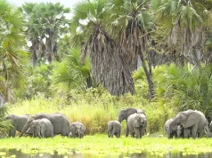 Off the Beaten Path: Lesser-Known Safari Destinations in Southern Tanzania