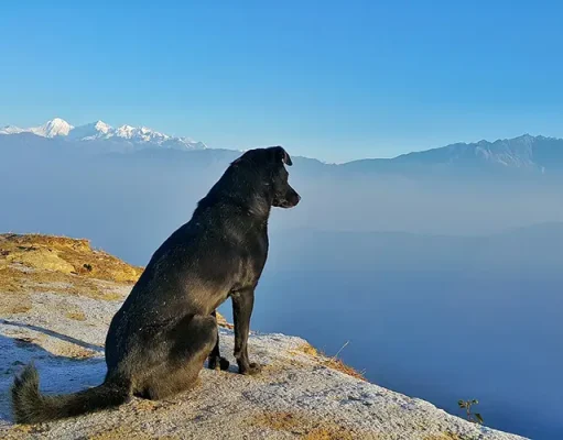 Paw-some Travels: 7 Tips for Traveling Stress-Free with Your Dog