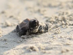 Baby Hawksbill Turtles Reintroduced to their Natural Habitat