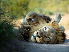 Introducing the First Ultimate Safari Sensory Experience