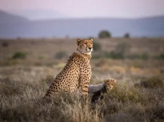 Take a Walk on the Wild Side, with a Walking African Safari