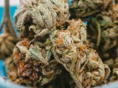 Delta 8 vs. Delta 9 THC: A Detailed Comparison for Enthusiasts Looking To Have Fun With Friends