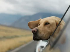 Traveling With Dogs: 7 Tips on How to Keep Them Healthy