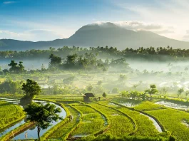 Rice fields, Bali, Indonesia