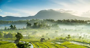 The Real Bali Exists Between the Tourist Attractions Rice fields, Bali, Indonesia