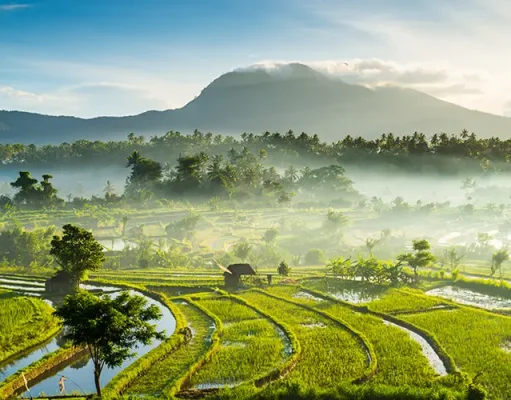 The Real Bali Exists Between the Tourist Attractions Rice fields, Bali, Indonesia