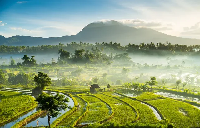 Rice fields, Bali, Indonesia