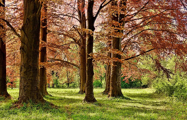 tree-3229512_1280 copy
