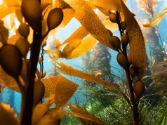 Whale Tales and Fox Trails: Exploring California’s Best Kept Secret