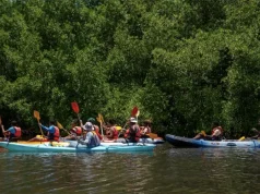 Adventure in the Mangroves of Martinique